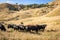 Golden Brown pastoral farming landscape near Gisborne, New Zealand