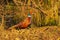 Golden Brown Pheasant