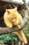 Golden brushtail possum