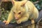 Golden brushtail possum