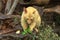 Golden brushtail possum eating