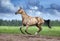 Golden buckskin akhal-teke horse running in desert