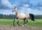 Golden buckskin akhal-teke horse runs free in summer field