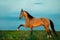 Golden buckskin akhal-teke horse on sunset