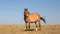 Golden buckskin dun colored pregnant wild horse mare in the Pryor Mountains Wild Horse Range on the border of Wyoming USA