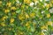 Golden Buffalo Currant Ribes Aureum