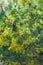 Golden Buffalo Currant Ribes Aureum