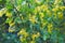 Golden Buffalo Currant Ribes Aureum