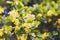 Golden Buffalo Currant Ribes Aureum