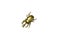 Golden bug scarab on white background