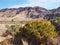 Golden bush in rugged and colorful hills