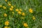 Golden buttercup flowers in grass in springtime