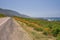 Golden California Poppies flowers on the side of the road