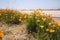 Golden California Poppies flowers on the side of scenic route