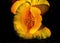 Golden California Poppy Blooming Macro