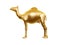 Golden camel
