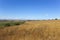 Golden canola crop