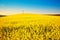 Golden canola field landscape