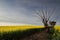 Golden Canola rural farmland