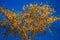 golden canopy tree on blue background in high contrast image and color saturation