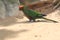 Golden-capped conure