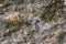 Golden carpenter ants, macro view, following each other in a row on rock in tropical Jungle in El Eden, by Puerto Vallarta, Mexico