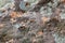 Golden carpenter ants, macro view, following each other in a row on rock in tropical Jungle in El Eden, by Puerto Vallarta, Mexico