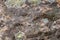 Golden carpenter ants, macro view, following each other in a row on rock in tropical Jungle in El Eden, by Puerto Vallarta, Mexico