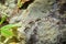 Golden carpenter ants, macro view, following each other in a row on rock in tropical Jungle in El Eden, by Puerto Vallarta, Mexico