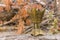 Golden censer incense burner on a wood log