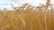Golden Cereal field with ears of wheat,Agriculture farm and farming