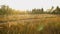 Golden cereal field stretching along narrow village footpath, rural nature