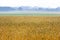 Golden cereals field in rural environment