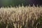 Golden cereals lighted by the sun. Autumn sunny day