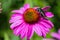 Golden chafer Cetonia aurata sitting on purple Echinacea. Insect pest on the flower.