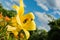 Golden chafer Cetonia aurata sitting on yellow Lily. Insect pest on a Lily petal. Against the sky.