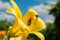 Golden chafer Cetonia aurata sitting on yellow Lily. Insect pest on a Lily petal. Against the sky.