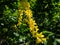 The golden chain or golden rain tree common laburnum flowering with the long racemes of densely packed yellow flowers in park