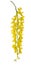 Golden chain (Laburnum anagyroides)