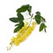 Golden chain (Laburnum anagyroides)