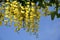 Golden chain tree in flower