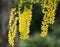 Golden chain tree with long, hanging yellow flower clusters