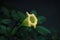 Golden chalice flower with green leaves background