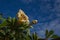 Golden chalice vine - Solandra maxima - flowers