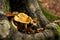 Golden Chanterelle mushroom