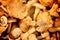 Golden Chanterelles Background