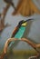 Golden-cheeked bee-eater