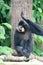 Golden cheeked gibbon