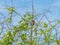 Golden-cheeked Woodpecker (Melanerpes chrysogenys) in Mexico