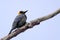 Golden-cheeked Woodpecker, Melanerpes chrysogenys, perched on a branch